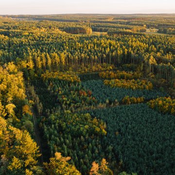 field with some trees cleared